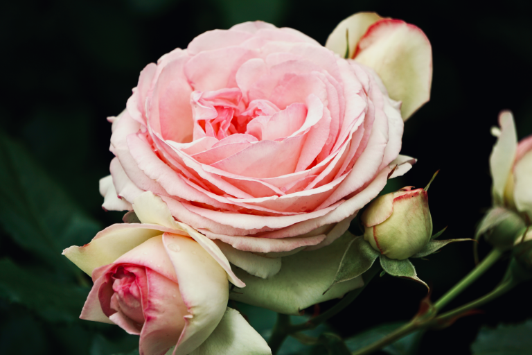 Parfum Chogan 241 : le floral rosé derrière le numéro