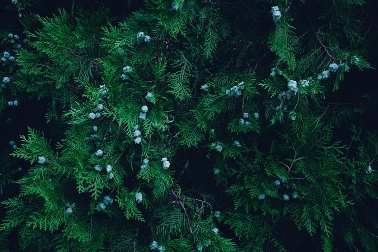 Parfum inspiré de Bleu de Chanel : le boisé de bureau