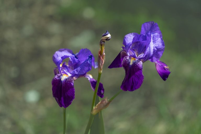 Parfum inspiré de Bois d&rsquo;Argent : l&rsquo;iris qu&rsquo;on ne copie pas
