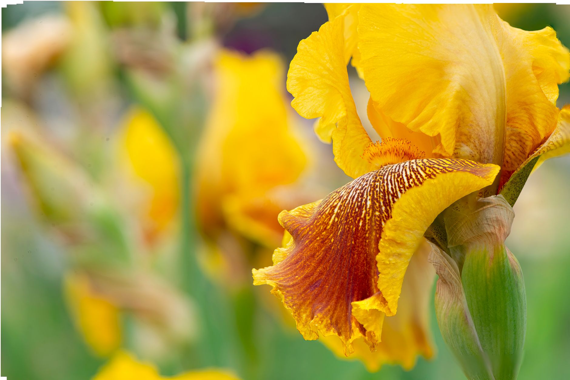 Fleur d&rsquo;iris