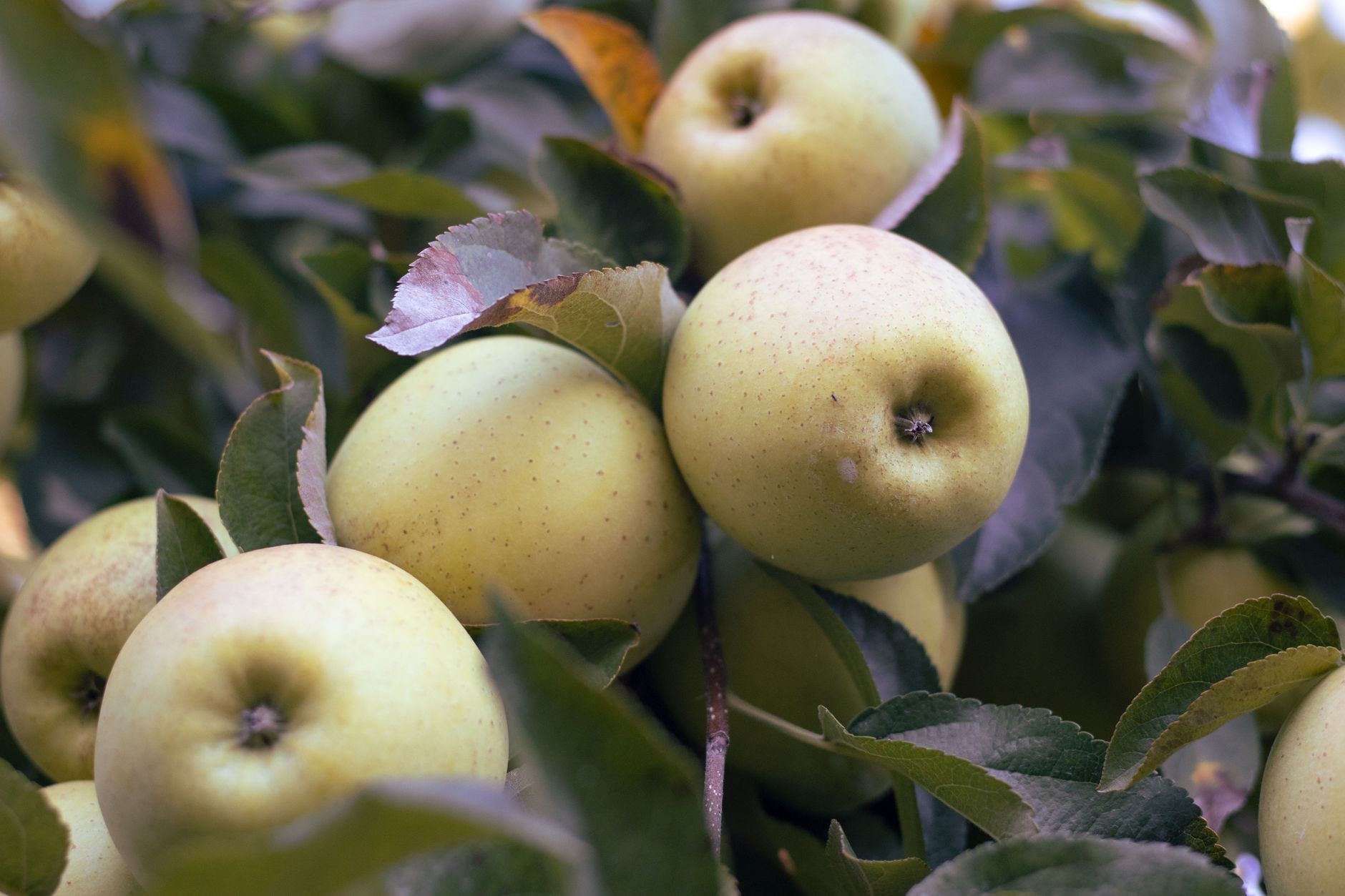 Pomme verte et feuilles
