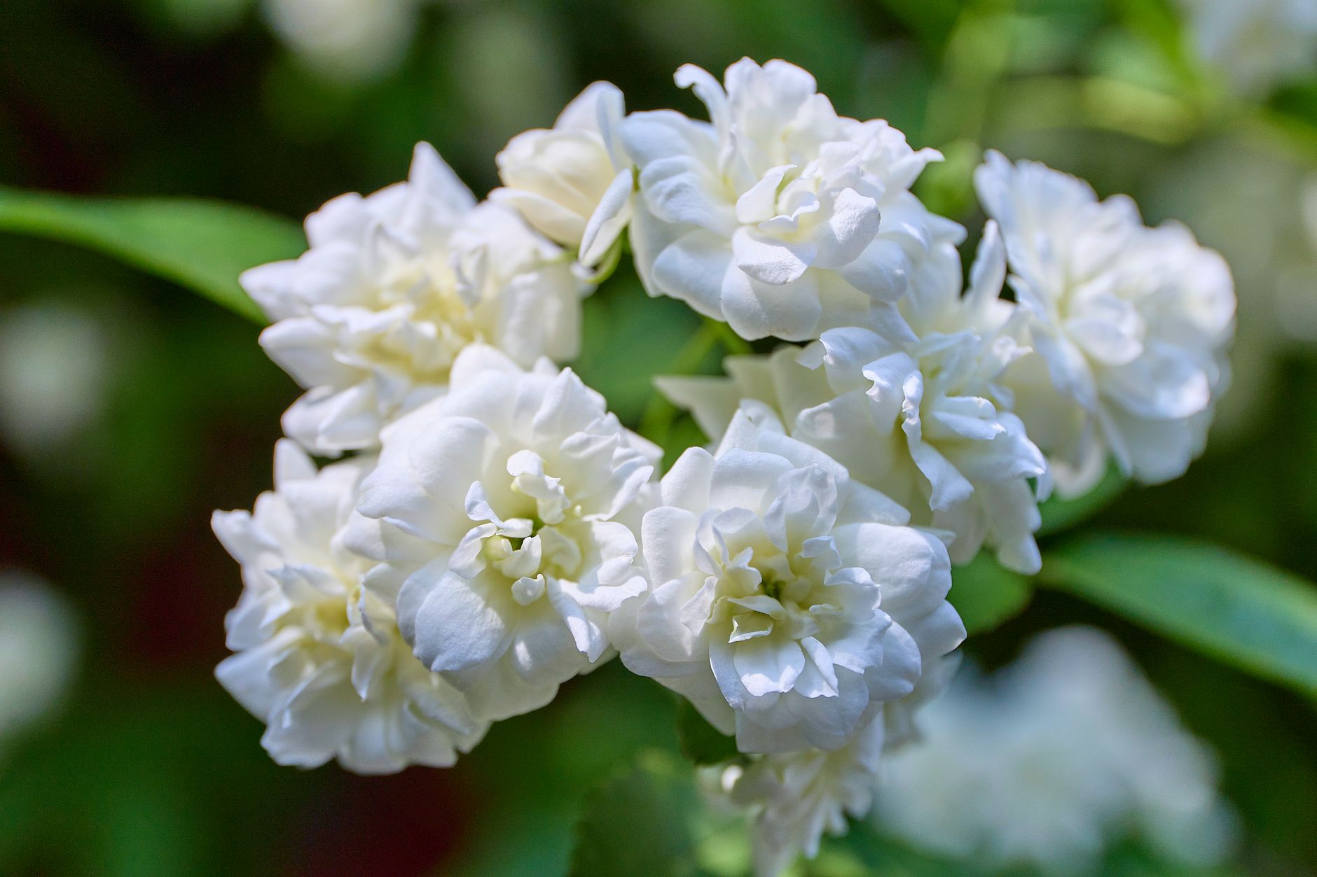 Bouquet de fleurs blanches