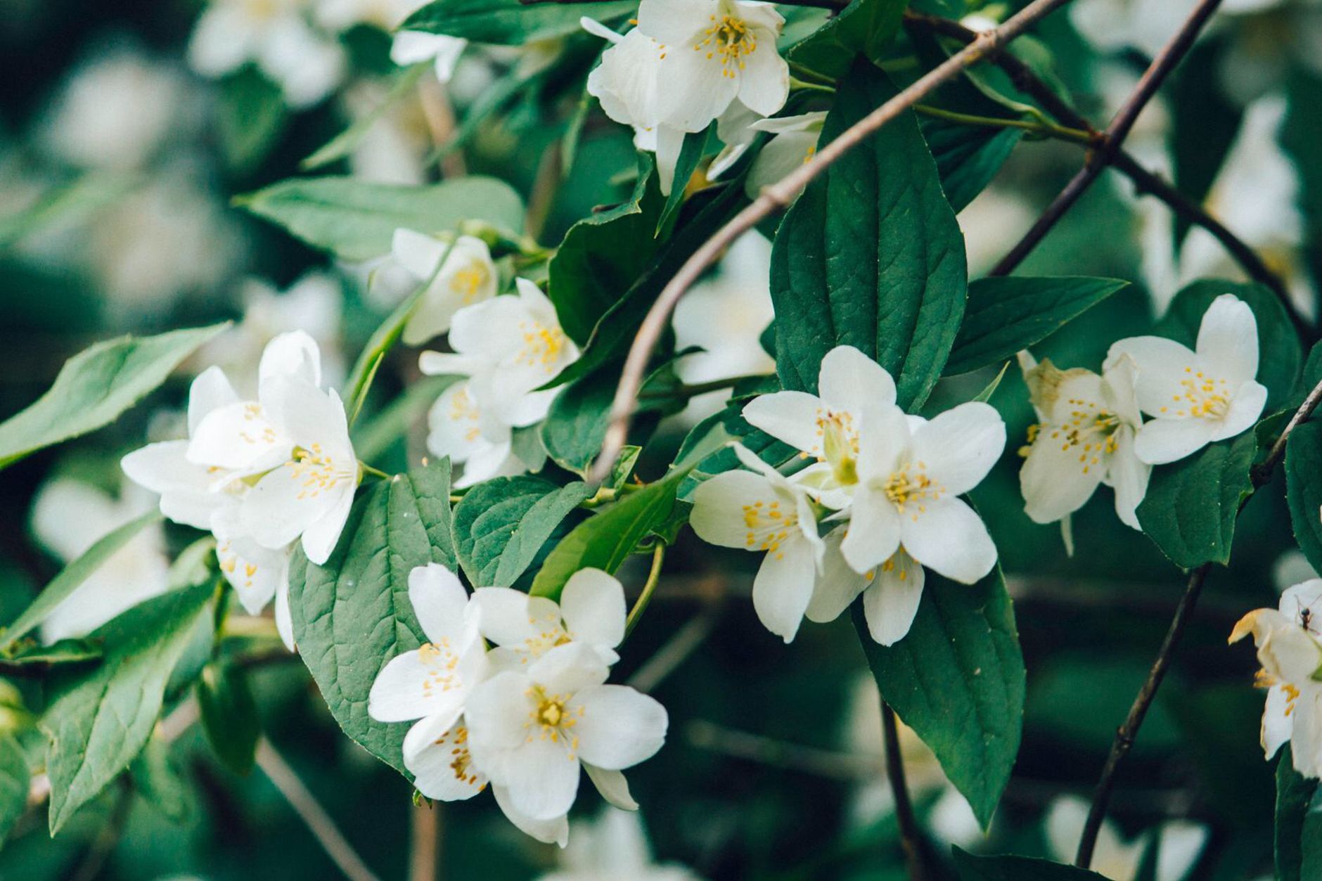 Fleurs blanches et flacon