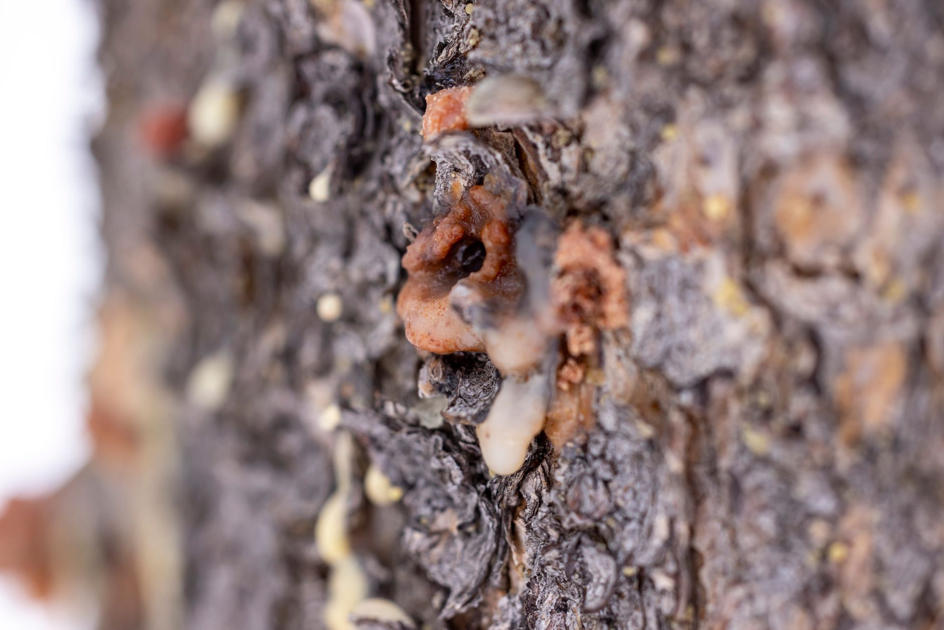 Copeaux de bois sombres et flacon