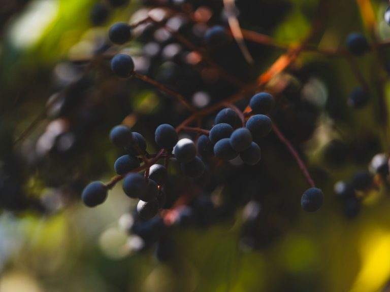 Parfum inspiré de Sì d&rsquo;Armani : le cassis fait la différence