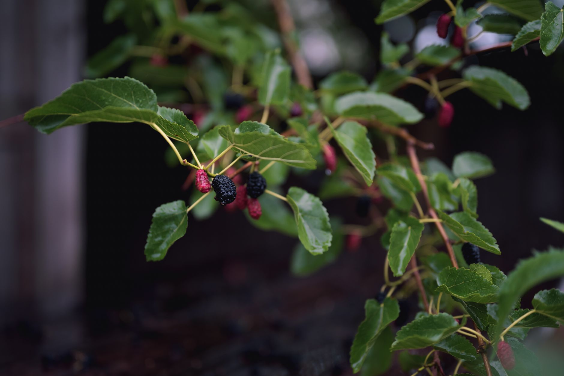 Grappe de cassis et flacon